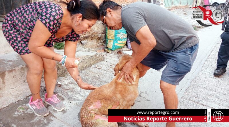 «Beni», el perrito que sufrió quemaduras por descuido de sus dueños durante incendio en Chilpancingo